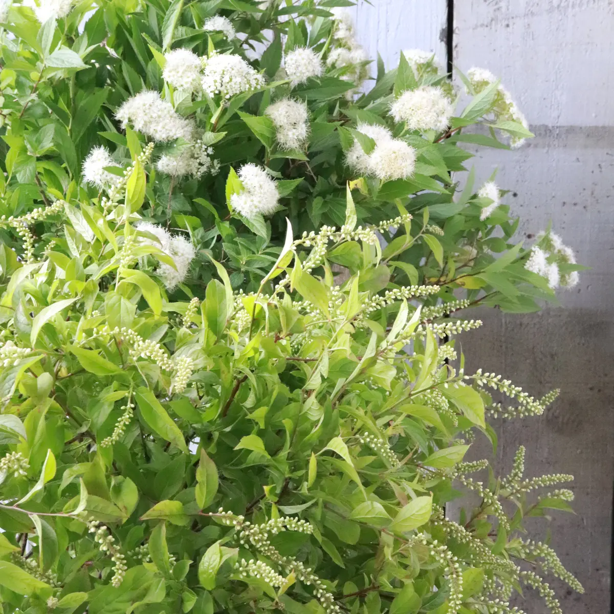 シャンペトルブーケ【Bouquet Chの画像_4