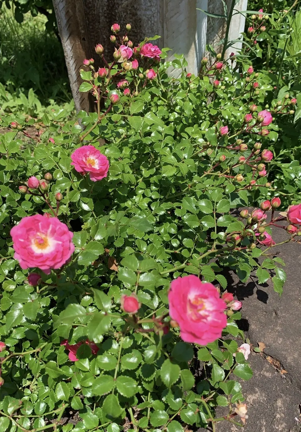 大人の遠足〜薔薇とワインを楽しむ会〜の画像_9