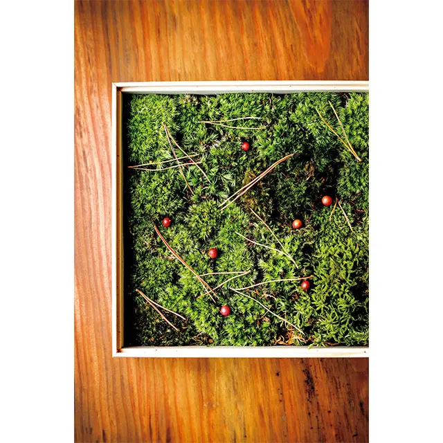 冬の間、苔が傷まないように庭に松葉 を敷きつめる敷松葉をイメージ。敷松葉（6寸）￥6,600