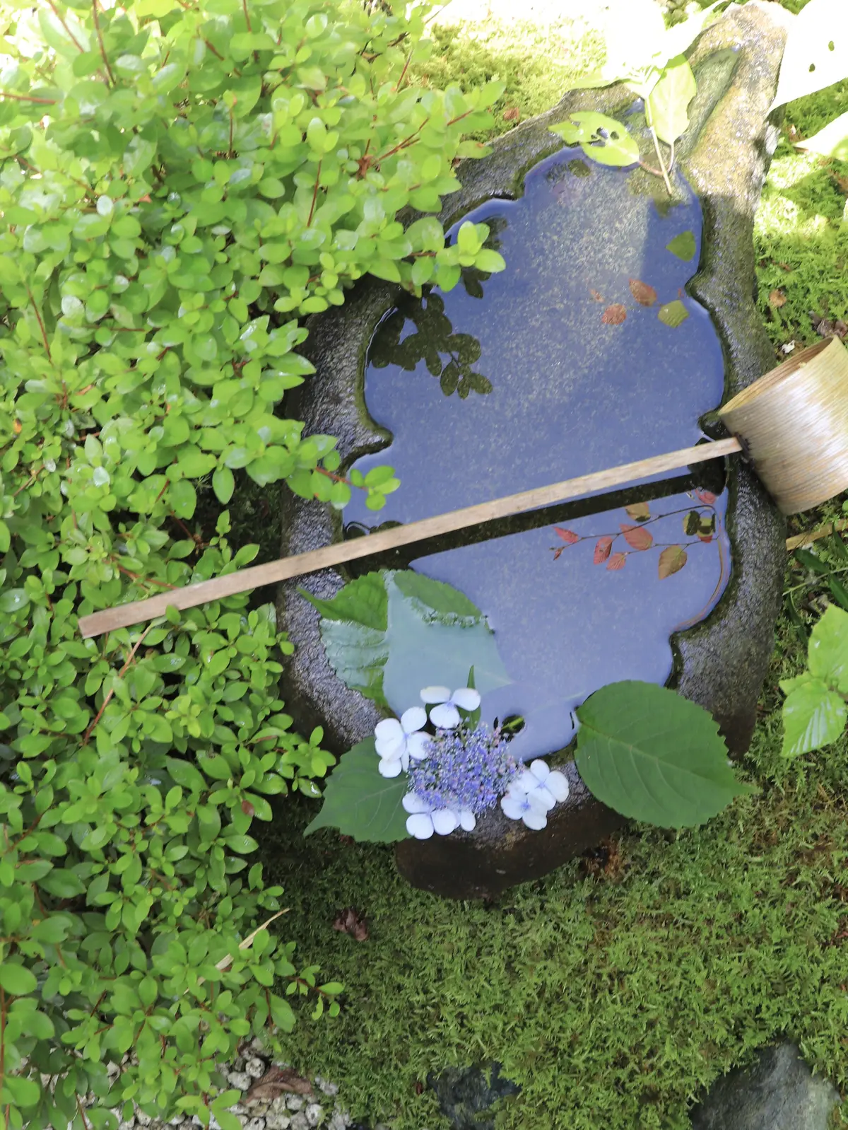 一条恵観山荘（いちじょうえかんさんそう）　鎌倉あじさい