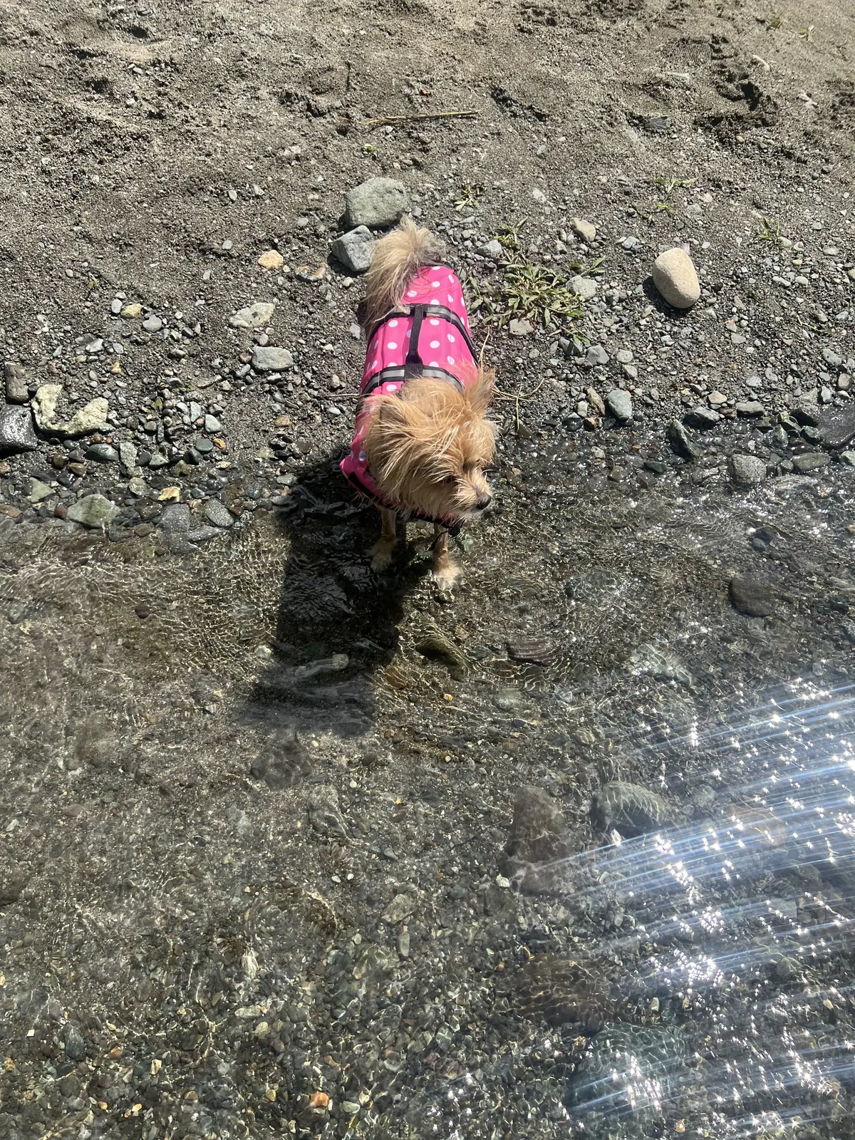 自ら川へ入ろうとするゾーイちゃん