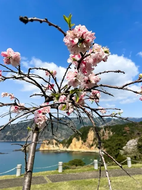 私の好きな春の西伊豆♡の画像_8