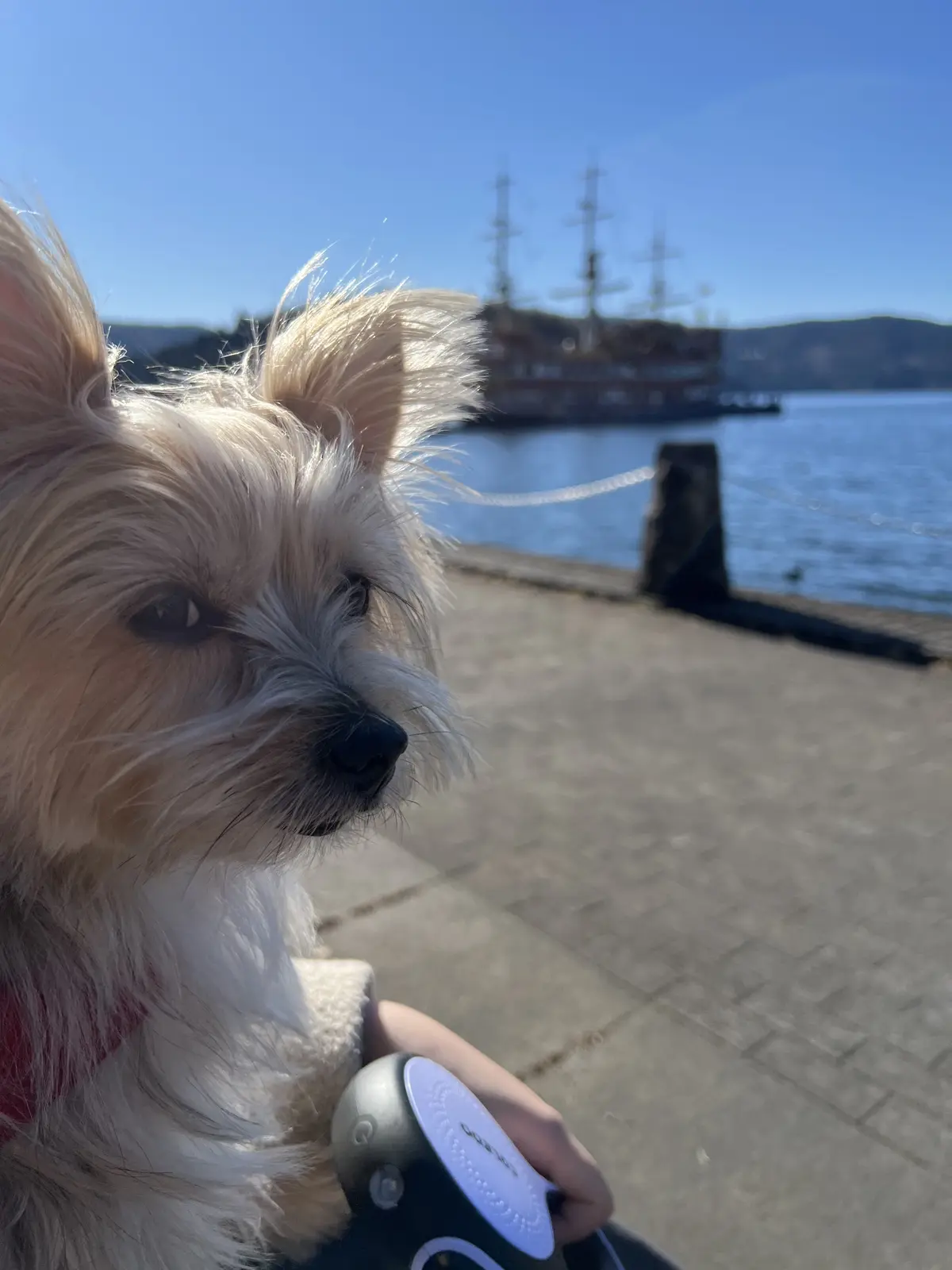 芦ノ湖周辺もお散歩しました