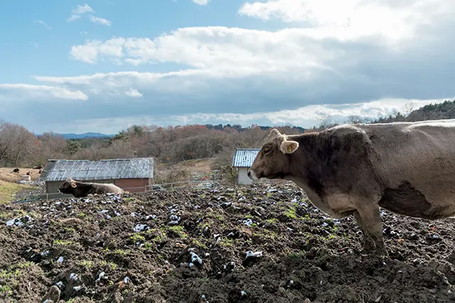 美味しいもの好きは今、岡山に！　瀬戸内海の画像_12