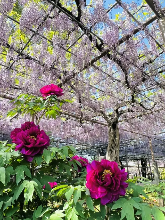 花言葉「あなたを歓迎します」の画像_3