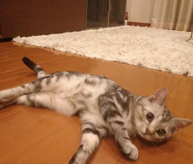 遊びたい盛りのベビーアランの画像_1