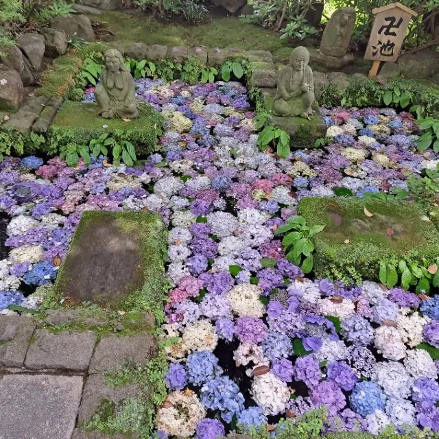 久しぶりの鎌倉 紫陽花鑑賞はお気に入りのの画像_3