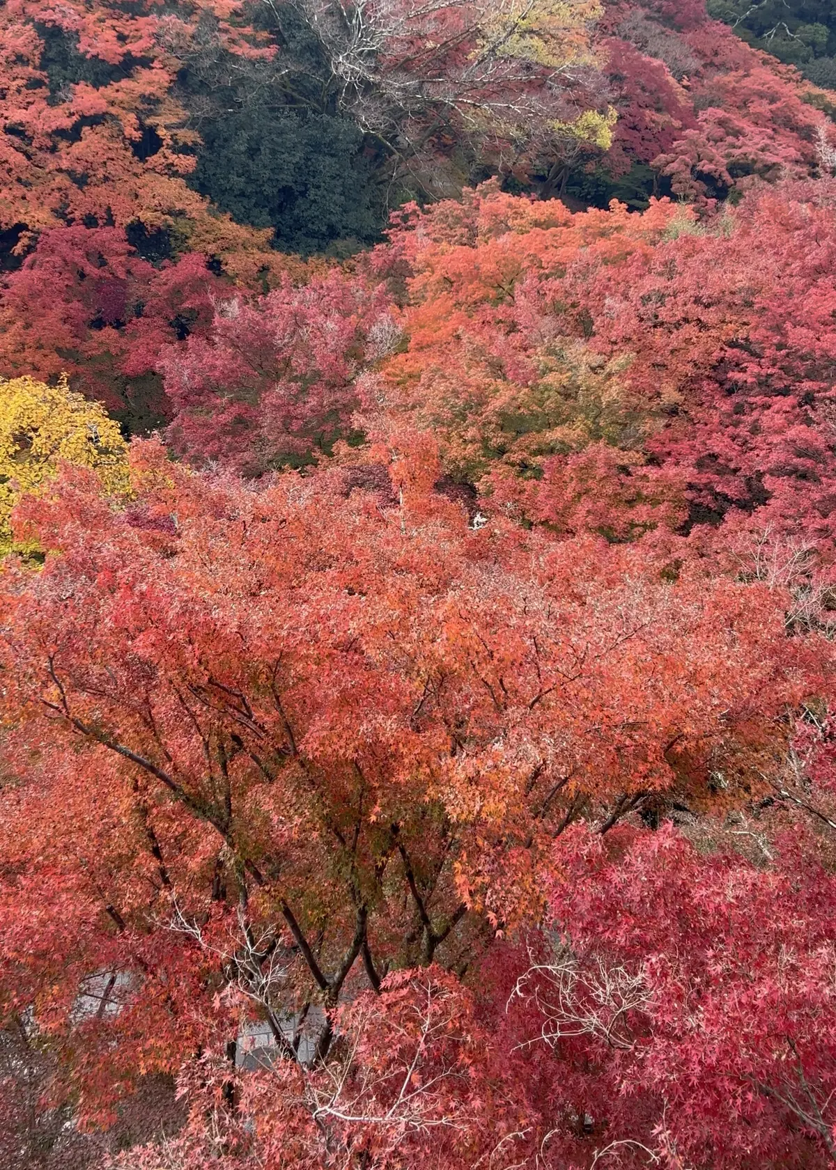 「そうだ京都、行こう。」🍂✨の画像_1