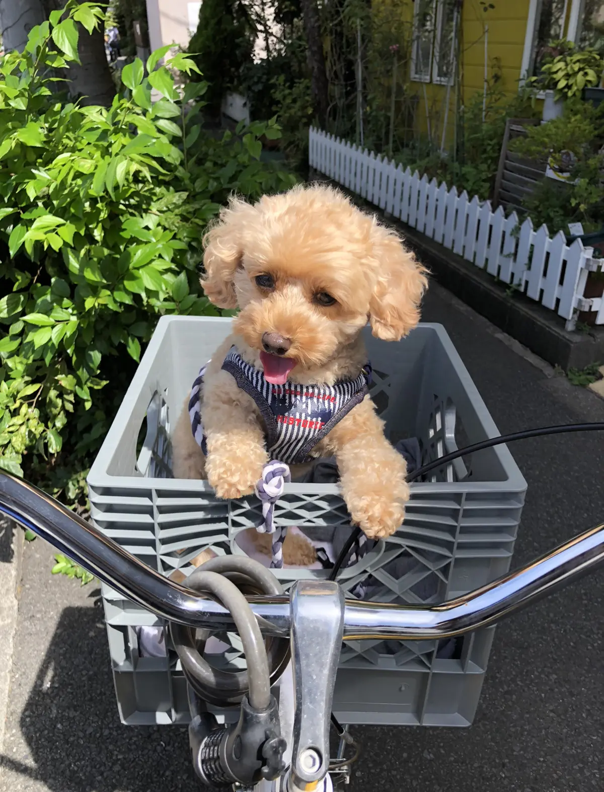 New自転車で愛犬とサイクリングの画像_1