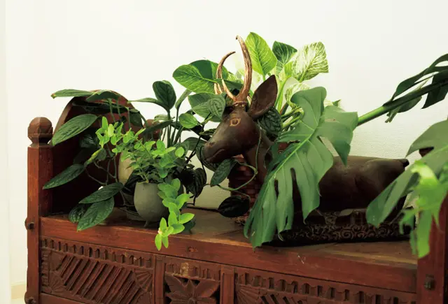 趣のあるアンティークの置き物と観葉植物を一緒に飾るのもおすすめ