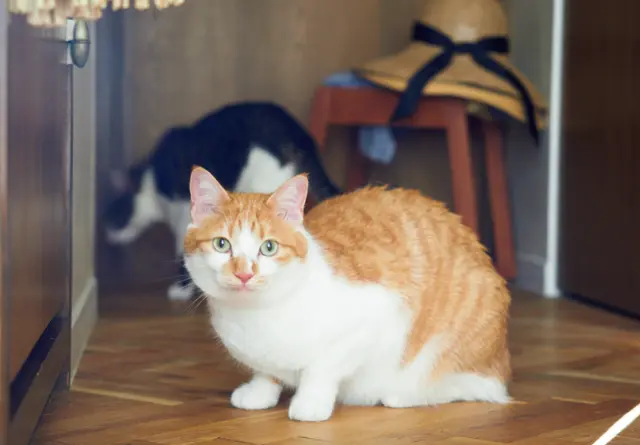 ハナ　雑種 2歳・♀