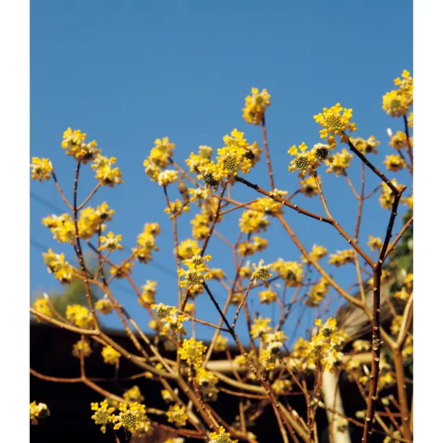 有元葉子　高知