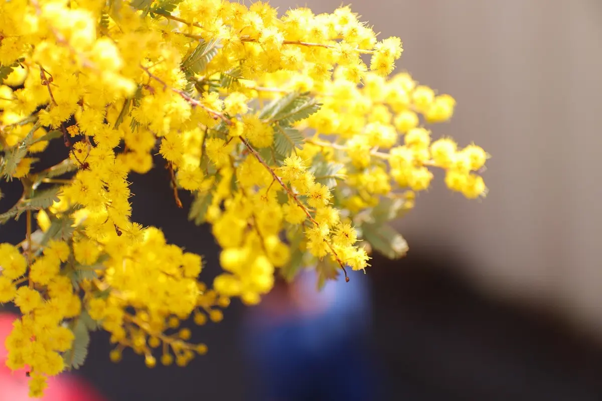我が家の二年生ミモザ、南仏のミモザの画像_1