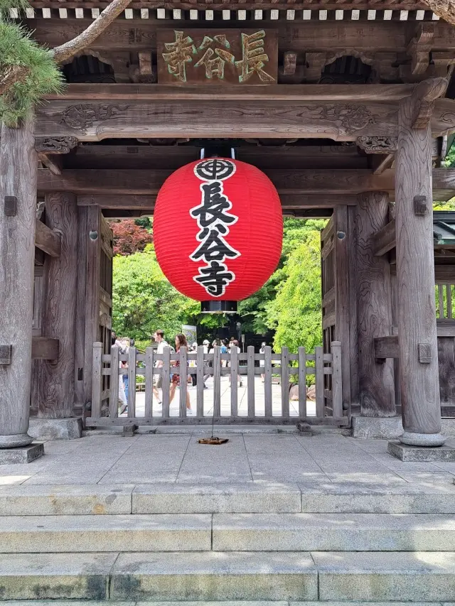 久しぶりの鎌倉 紫陽花鑑賞はお気に入りのの画像_1