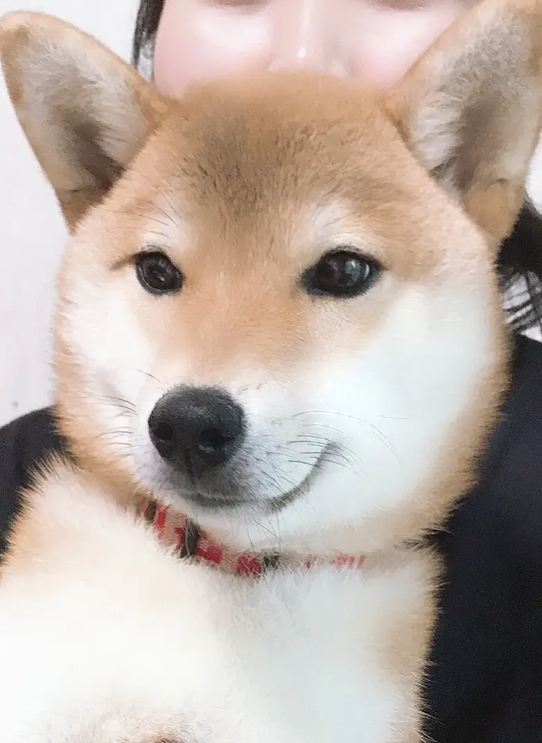 我が家ワンパク坊主は抱っこが大好き。