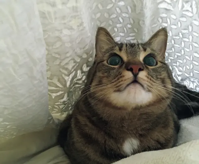 鈴をつけているかのような位置に白い毛