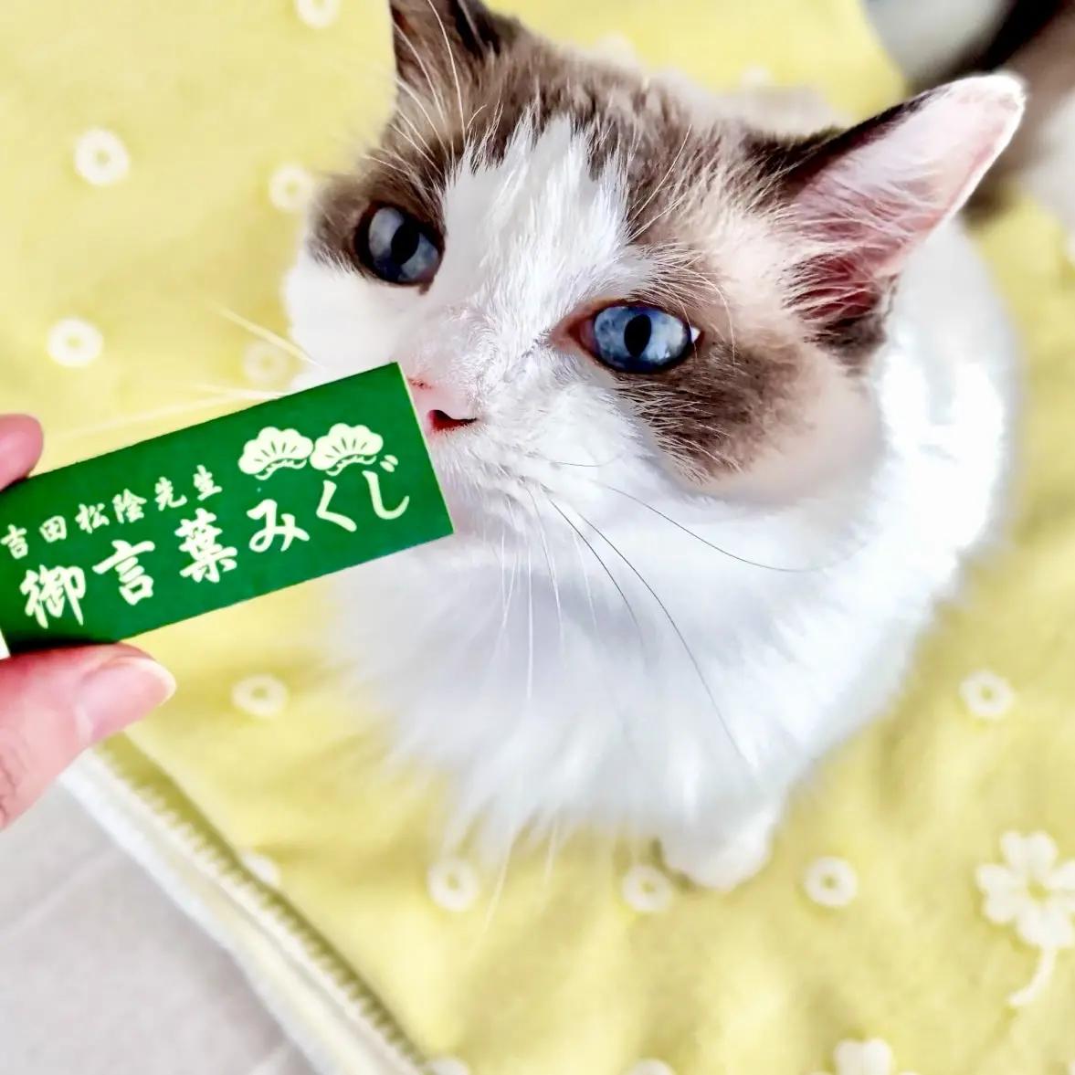 吉田松陰先生御言葉みくじ　と　猫（上の子）