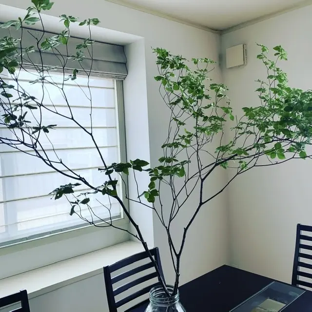 おうちHalloweenの画像_7