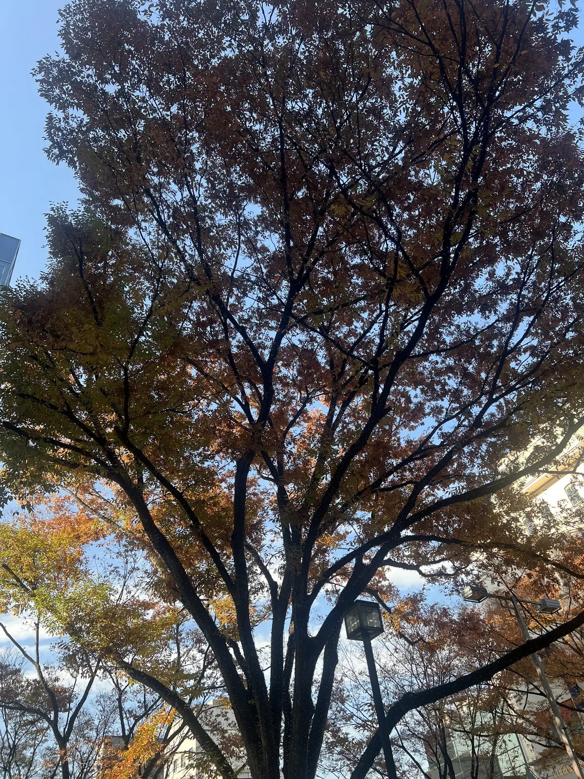 エクラ華組リアルおしゃれSNAP撮影@わの画像_8