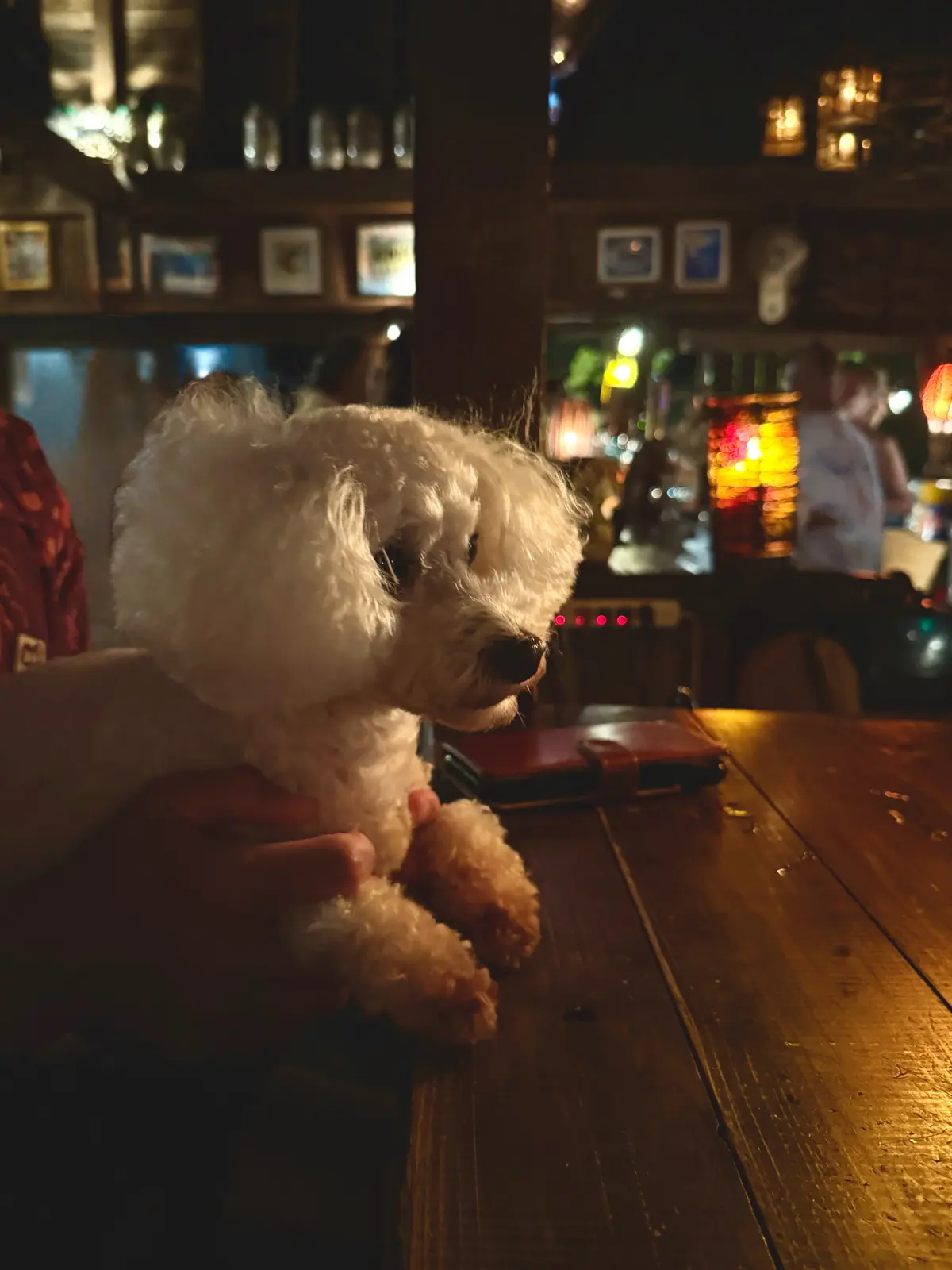 千葉県　バー　太東海岸　ゴークレイジーカフェ　犬OK