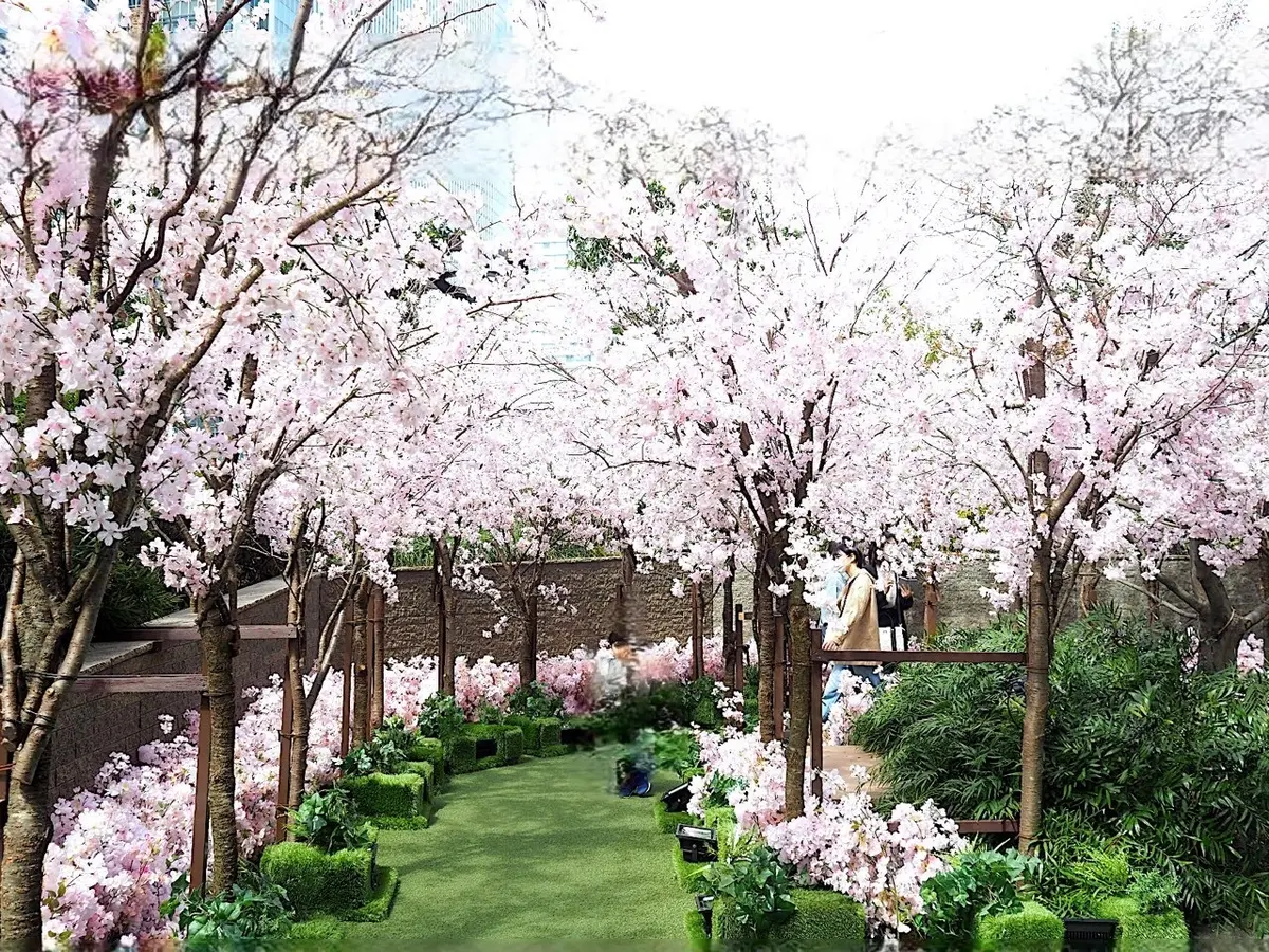 スカイガーデンのサクラです。