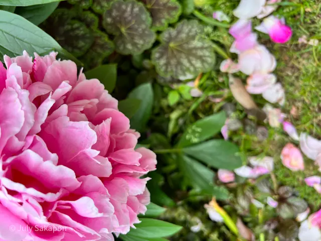 誰でもバラ姫☆@港の見える丘公園の画像_17