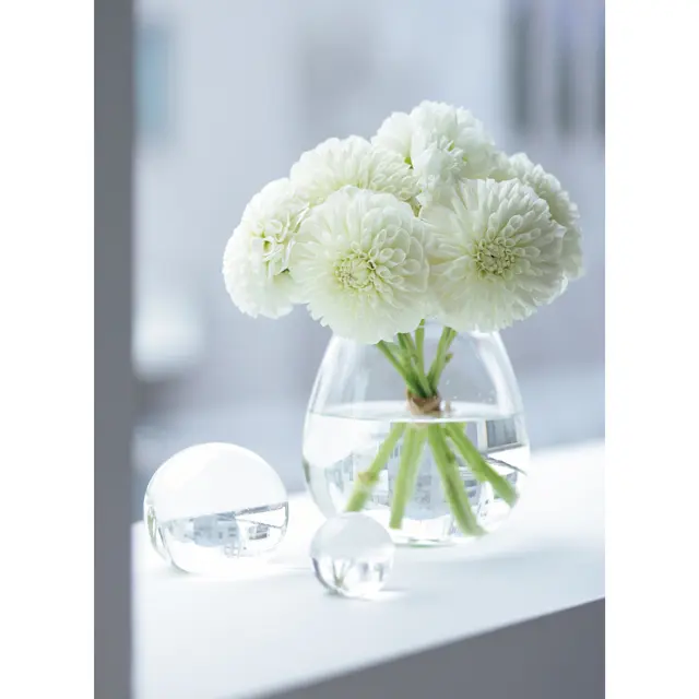 窓辺には、白いダリアを7輪。射し込む光が美しさをきわだたせて