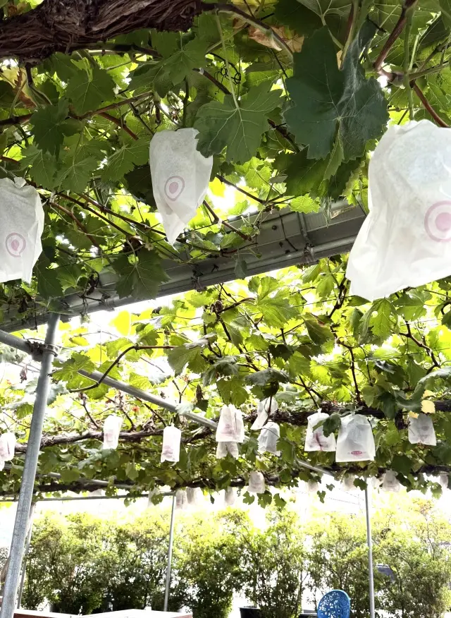 秋の贅沢時間シャインマスカット食べ放題のの画像_7