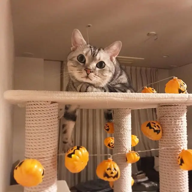 仮装が苦手なアランのハロウィンは⁉︎の画像_2