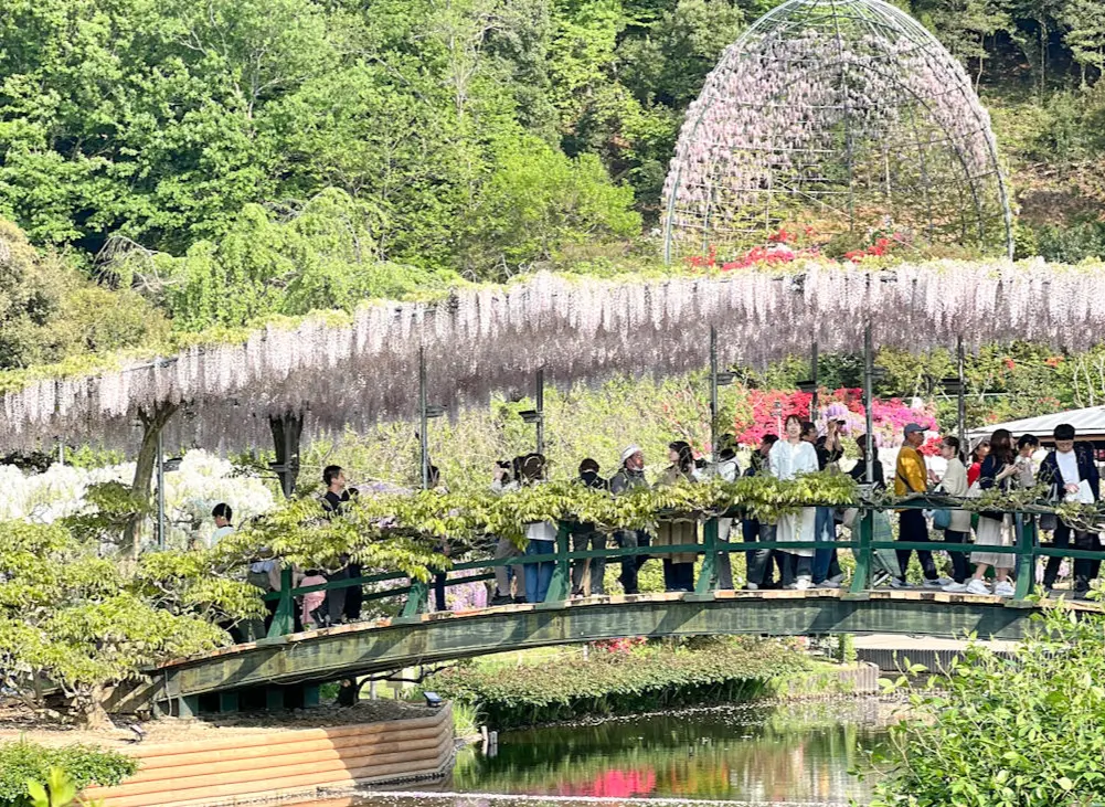 【あしかがフラワーパーク】奇蹟の大藤✨の画像_4