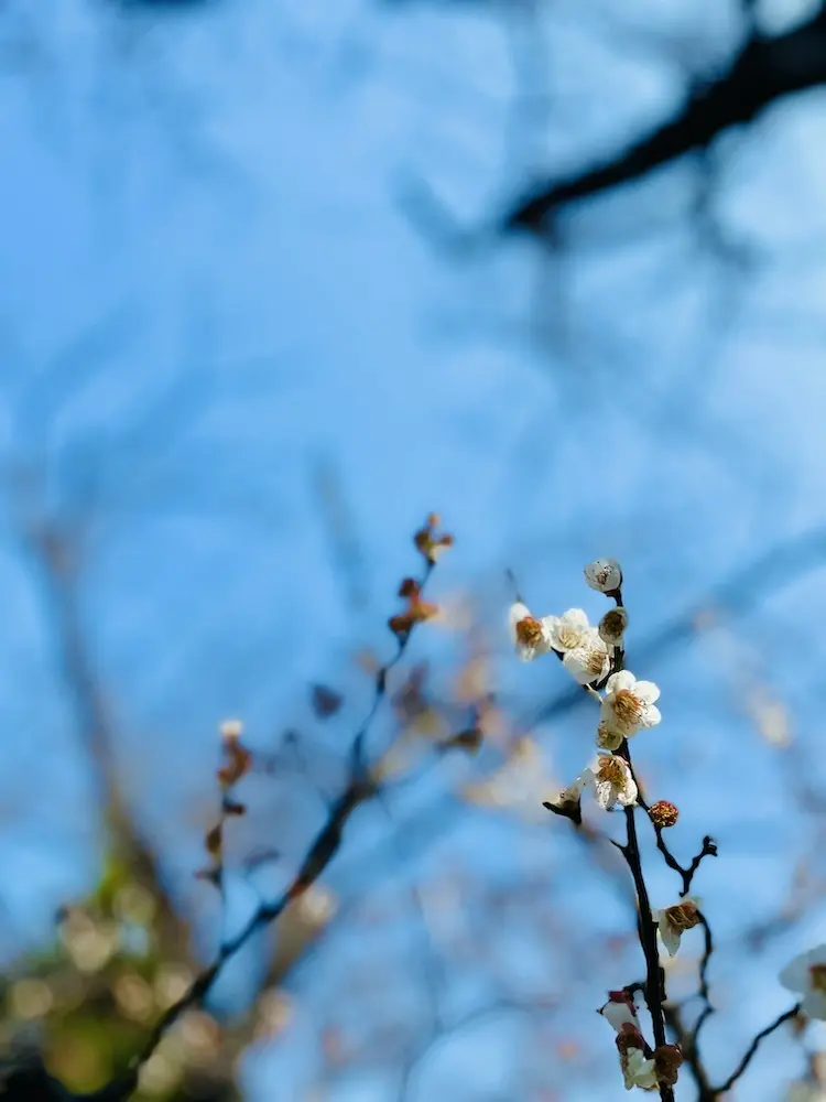 近所の遊歩道でも梅が満開。