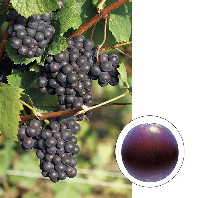 ピノ・ノワール