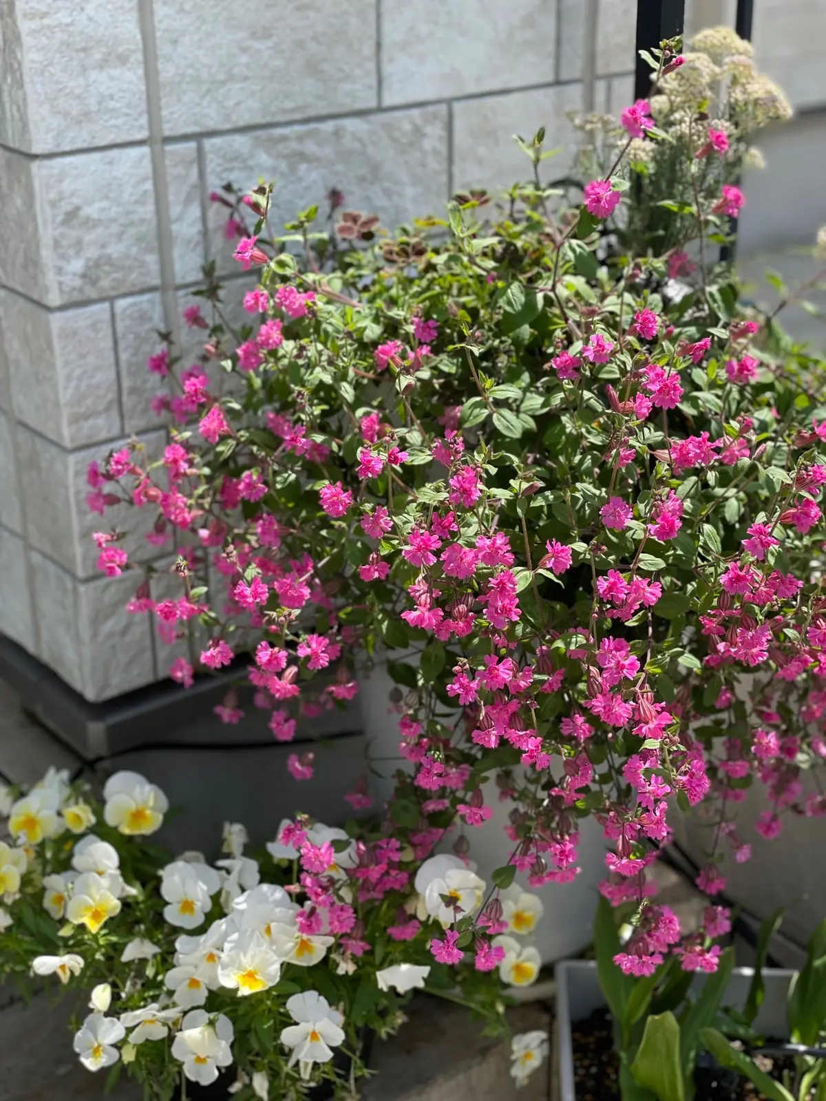 チームJマダム　インテリア　お花のある暮らし