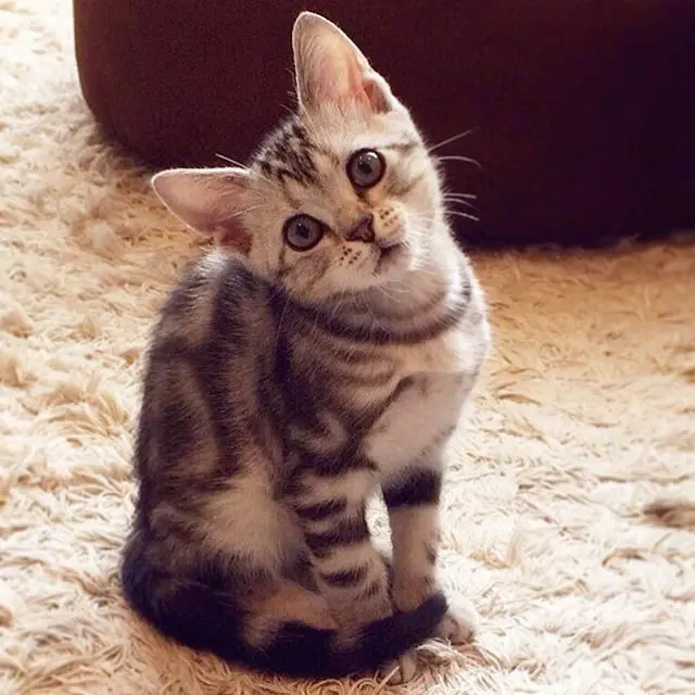 ぼく、アラン。あなたはだあれ？の画像_1