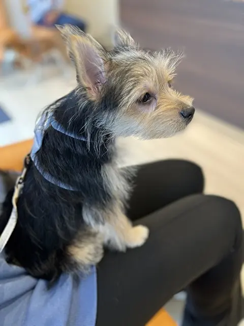 この日は狂犬病の注射をうちに