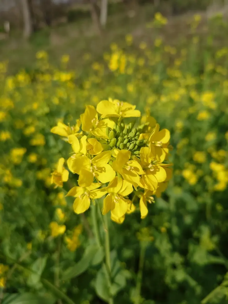 菜の花ロード菜の花②