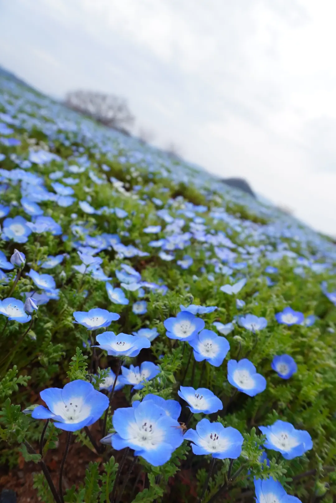 花三昧♡花夢の里☆おへそ☆ワンコとお花見の画像_1