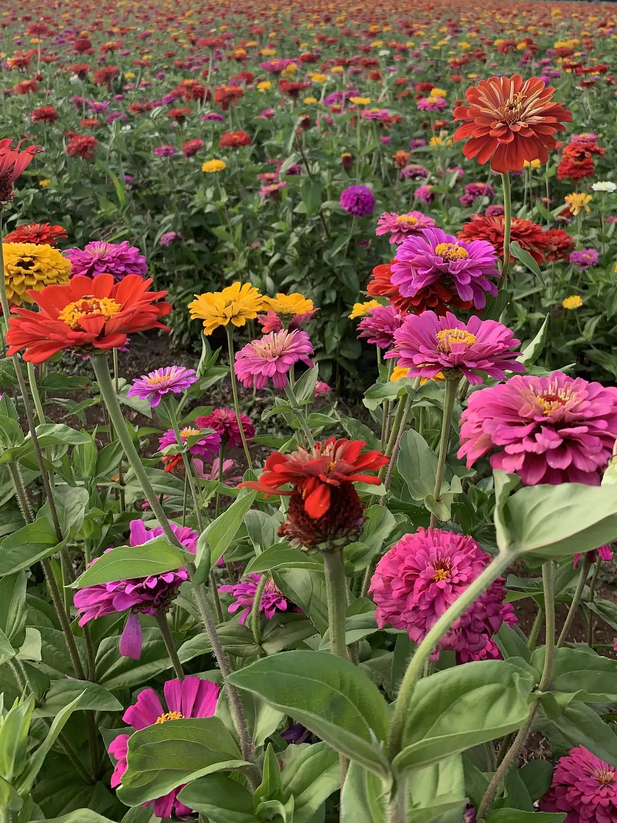 山中湖　花の都公園　百日草