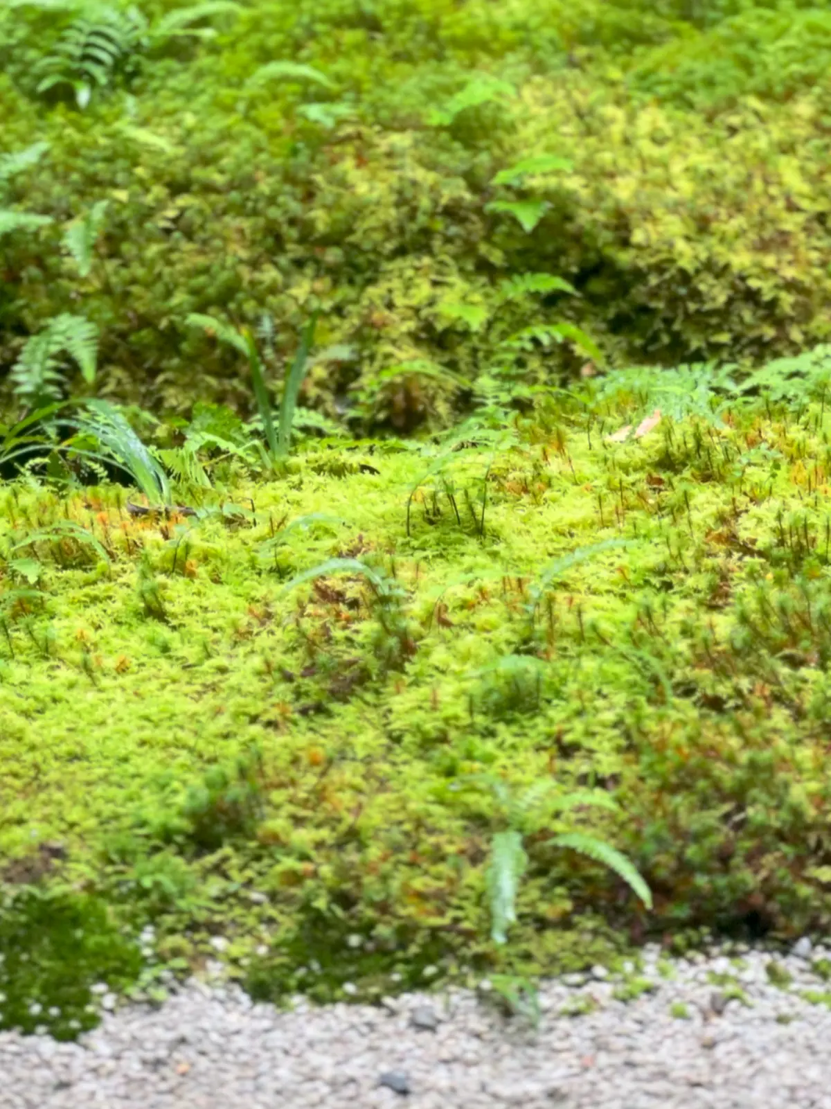 【京都】紅葉パトロール🍁瑠璃光院🍁秋の特の画像_7