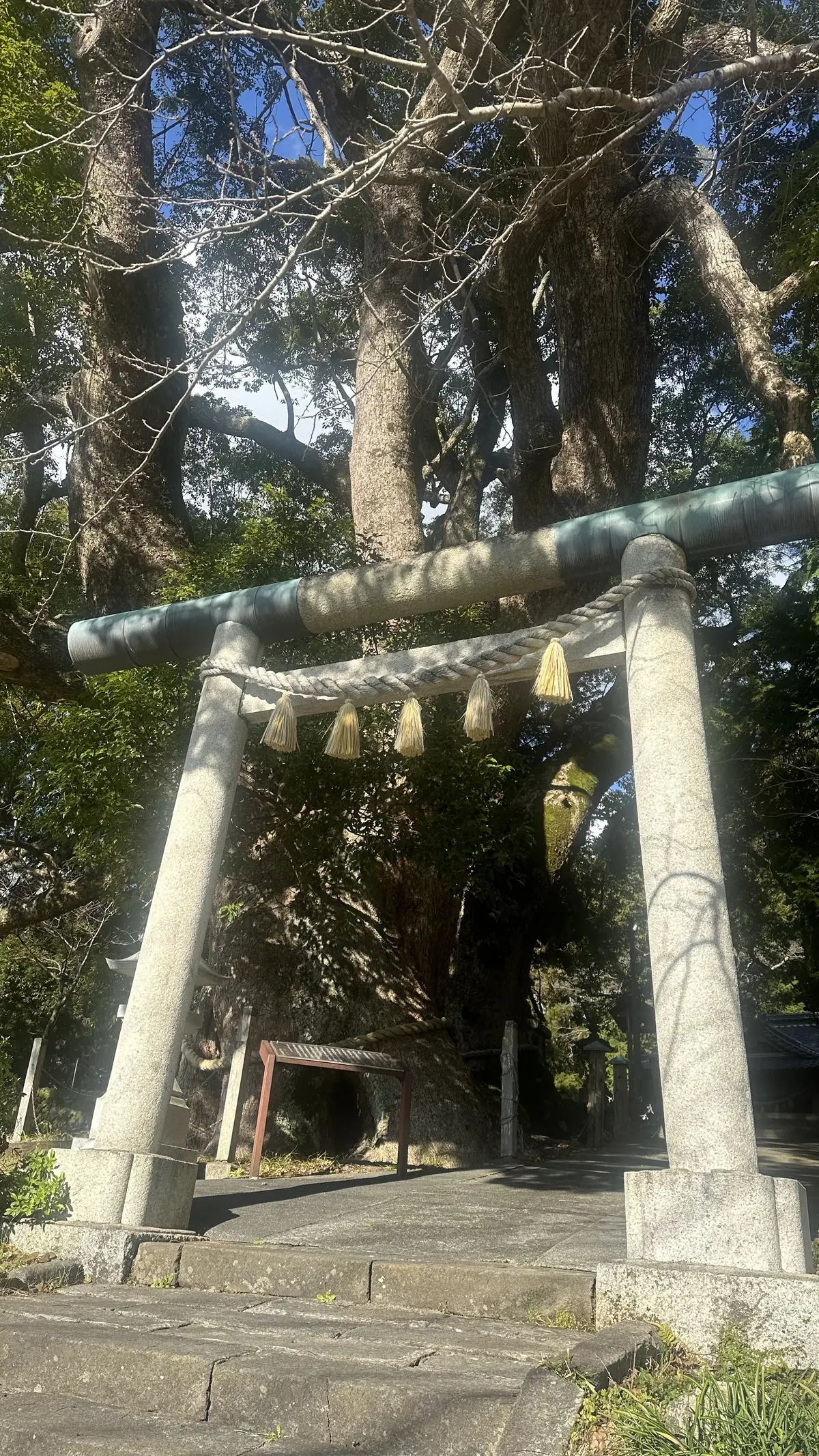 湯煙漂う河津桜並木を散策の画像_6