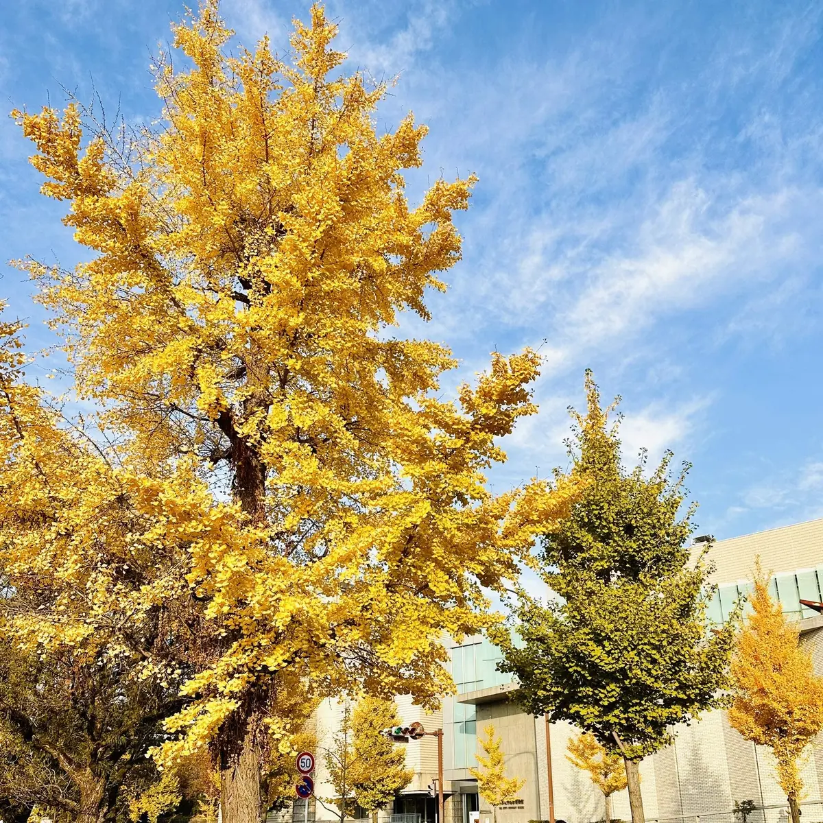「紅葉とアートを堪能♡京都③」の画像_23