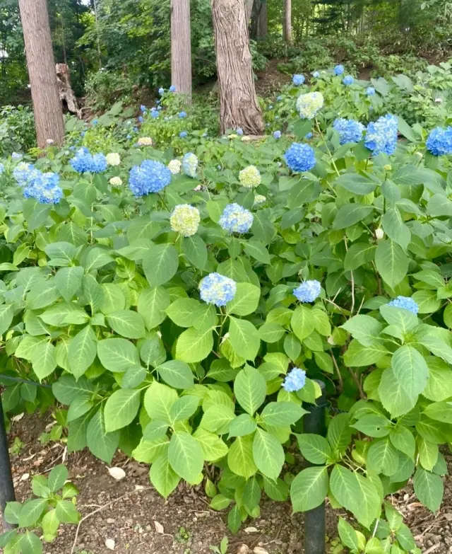 自然の中で、のんびりと過ごすことの贅沢✨の画像_12