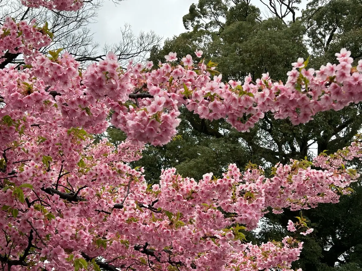 小田原城の桜