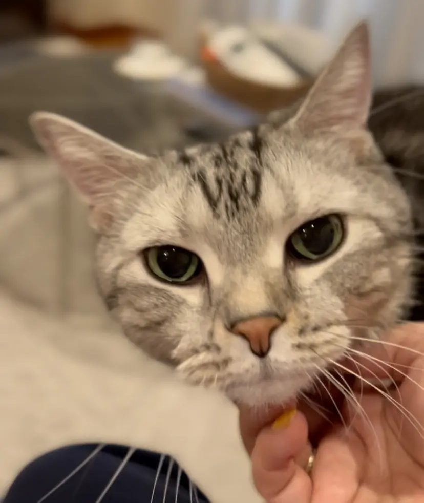 アメリカンショートヘアのアラン