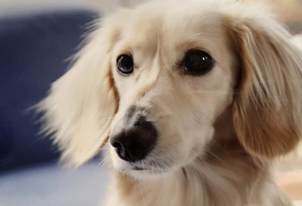 新しい家族を迎えました♪の画像_1