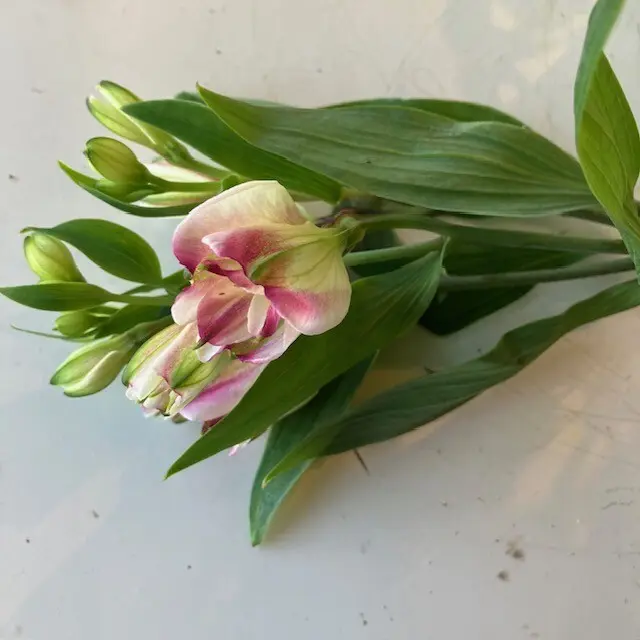 アルストロメリア