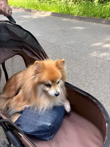 海老名SAを敢えて目的地に〜近場で過ごすの画像_13