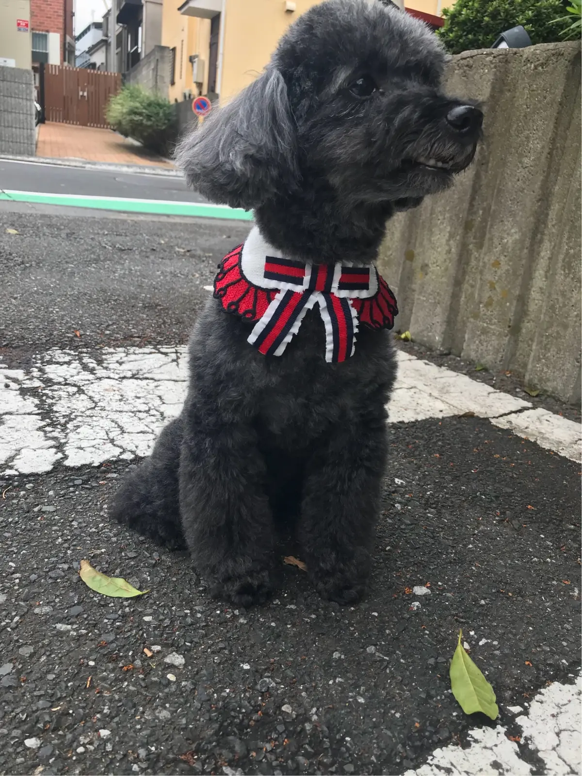 愛犬もお洒落に♪の画像_3