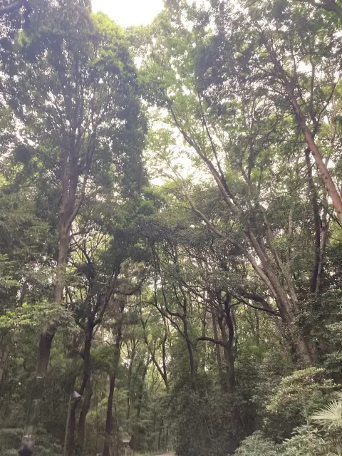 しっとりと湿度高めの森林浴。間もなく雨が降り出しました。