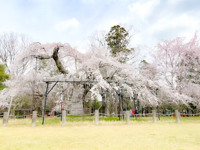 【さかぽんの冒険】前編☆もえぎ色の京都旅の画像_11